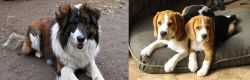 Aidi vs Beagle - Breed Comparison