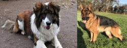 Aidi vs German Shepherd - Breed Comparison