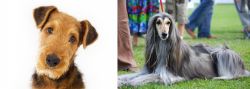 Airedale Terrier vs Afghan Hound - Breed Comparison