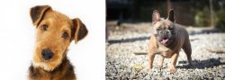Airedale Terrier vs French Bulldog - Breed Comparison