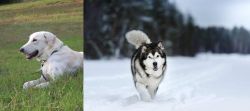 Akbash Dog vs Siberian Husky - Breed Comparison