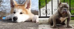 Akita vs American Bully - Breed Comparison