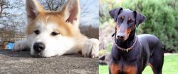 Akita vs Doberman Pinscher - Breed Comparison