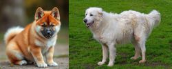 Akita Inu vs Abruzzenhund - Breed Comparison