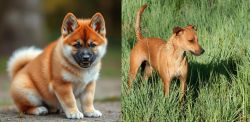 Akita Inu vs Africanis - Breed Comparison
