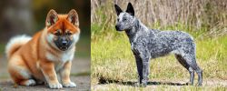 Akita Inu vs Australian Stumpy Tail Cattle Dog - Breed Comparison