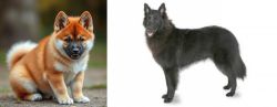 Akita Inu vs Belgian Shepherd - Breed Comparison