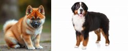 Akita Inu vs Bernese Mountain Dog - Breed Comparison