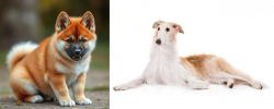 Akita Inu vs Borzoi - Breed Comparison