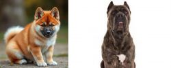 Akita Inu vs Cane Corso - Breed Comparison