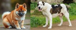 Akita Inu vs Central Asian Shepherd - Breed Comparison