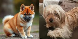 Akita Inu vs Cyprus Poodle - Breed Comparison
