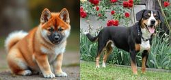 Akita Inu vs Entlebucher Mountain Dog - Breed Comparison
