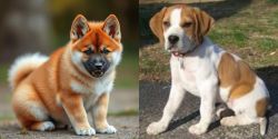 Akita Inu vs Francais Blanc et Orange - Breed Comparison