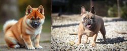 Akita Inu vs French Bulldog - Breed Comparison