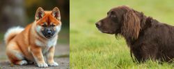 Akita Inu vs German Longhaired Pointer - Breed Comparison