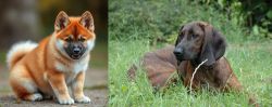 Akita Inu vs Hanover Hound - Breed Comparison