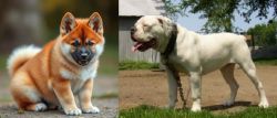 Akita Inu vs Hermes Bulldogge - Breed Comparison