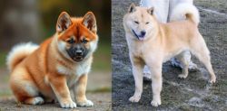 Akita Inu vs Hokkaido - Breed Comparison