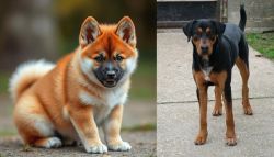 Akita Inu vs Hungarian Hound - Breed Comparison