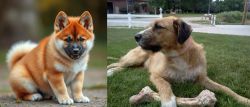 Akita Inu vs Irish Mastiff Hound - Breed Comparison