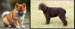 Akita Inu vs Irish Water Spaniel - Breed Comparison