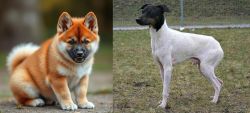 Akita Inu vs Japanese Terrier - Breed Comparison