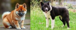 Akita Inu vs Karelian Bear Dog - Breed Comparison
