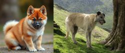 Akita Inu vs Lurcher - Breed Comparison