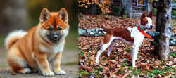 Akita Inu vs Mountain Feist - Breed Comparison
