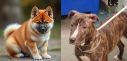 Akita Inu vs Mountain View Cur - Breed Comparison