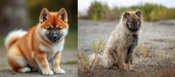 Akita Inu vs Nenets Herding Laika - Breed Comparison