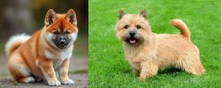 Akita Inu vs Norwich Terrier - Breed Comparison
