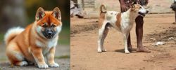 Akita Inu vs Pandikona - Breed Comparison