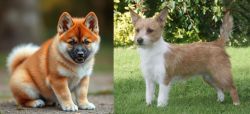 Akita Inu vs Portuguese Podengo - Breed Comparison