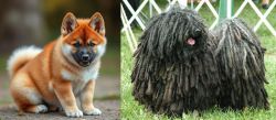 Akita Inu vs Puli - Breed Comparison
