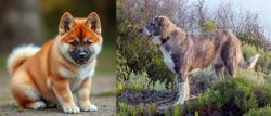 Akita Inu vs Rafeiro do Alentejo - Breed Comparison