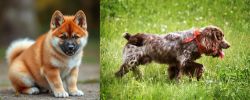 Akita Inu vs Russian Spaniel - Breed Comparison