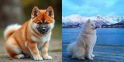 Akita Inu vs Samoyed - Breed Comparison