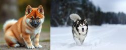 Akita Inu vs Siberian Husky - Breed Comparison