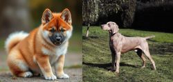 Akita Inu vs Smooth Haired Weimaraner - Breed Comparison