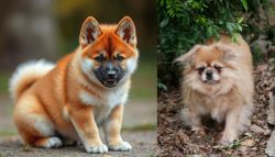 Akita Inu vs Tibetan Spaniel - Breed Comparison