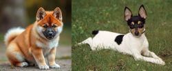 Akita Inu vs Toy Fox Terrier - Breed Comparison