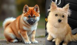 Akita Inu vs Yoranian - Breed Comparison