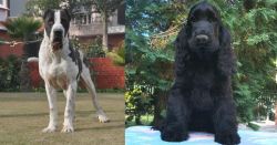 Alangu Mastiff vs American Cocker Spaniel - Breed Comparison
