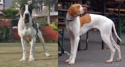 Alangu Mastiff vs English Pointer - Breed Comparison