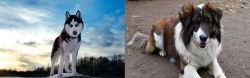 Alaskan Husky vs Aidi - Breed Comparison