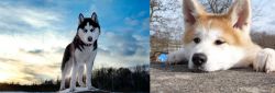Alaskan Husky vs Akita - Breed Comparison