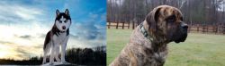 Alaskan Husky vs American Mastiff - Breed Comparison