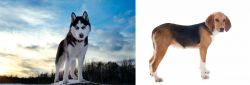 Alaskan Husky vs Beagle-Harrier - Breed Comparison